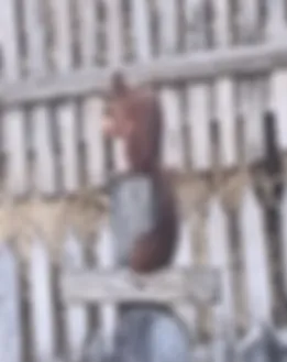 Vom Partner bereitgestelltes Porträt